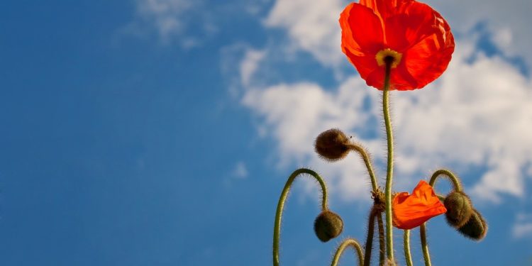 small biz roundup may 2020