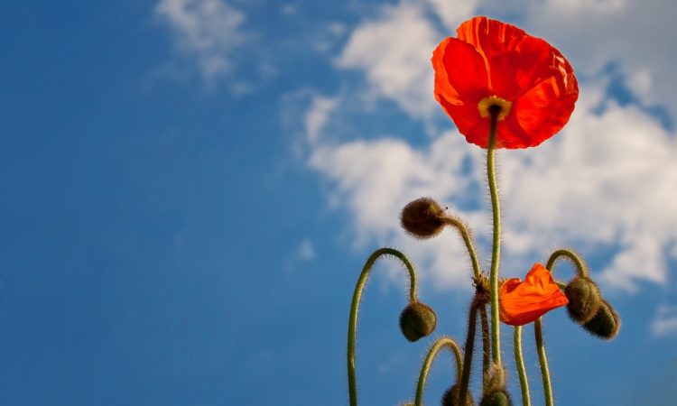 small biz roundup may 2020